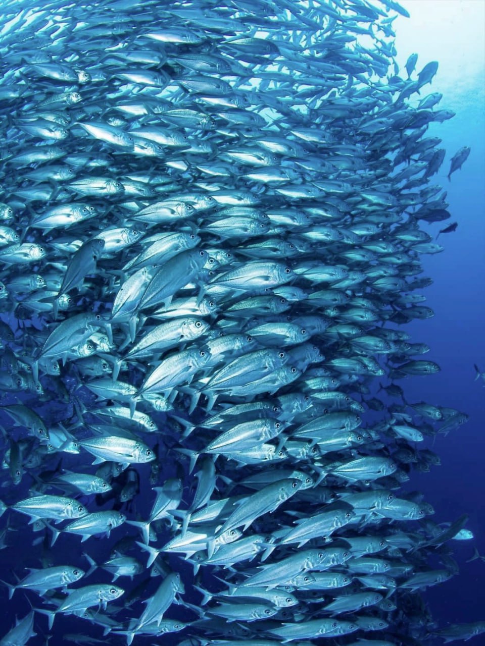 阿波岛（Apo Island）**：是世界著名的潜水地之一，以其丰富的海洋生物和清澈的海水吸引着潜水爱好者。